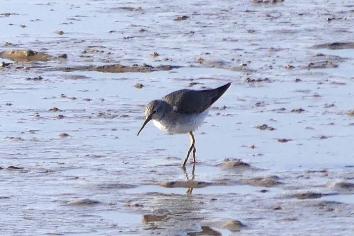 Lesser Yellowlegs