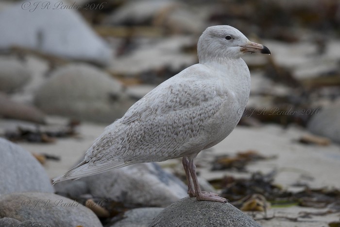 Glaucous Gull