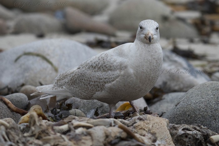 Glaucous Gull