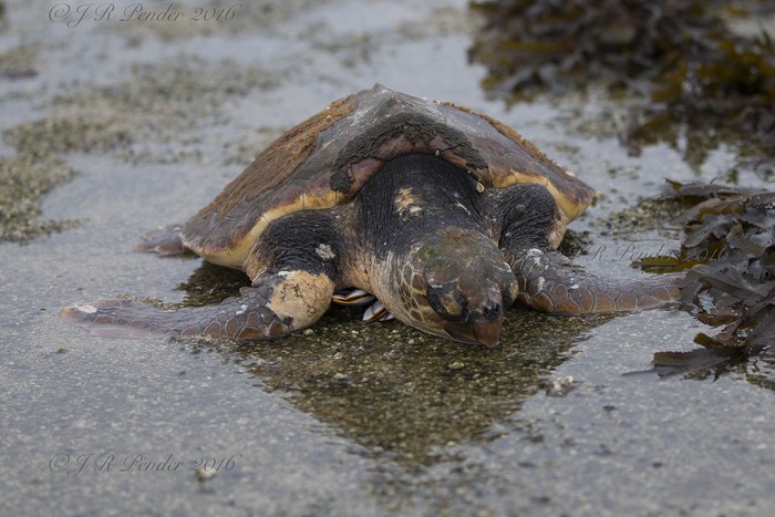 Loggerhead Turtle