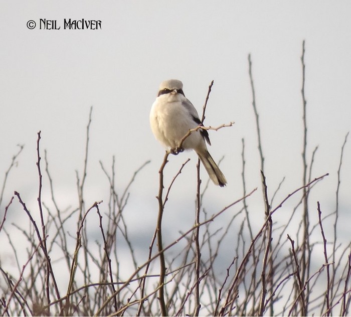 Great Grey Shrike