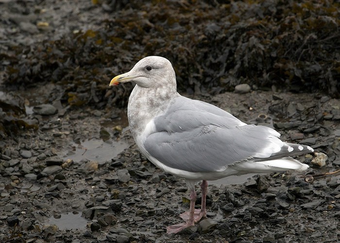 Glaucous-winged Gull