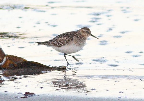 Baird's Sandpiper