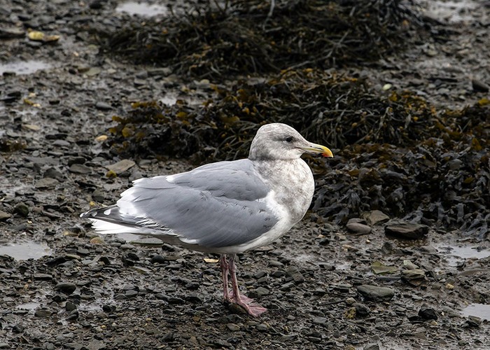 Glaucous-winged Gull