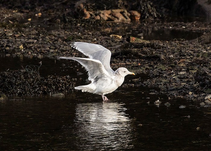 Glaucous-winged Gull