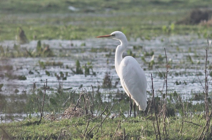 Great White Egret