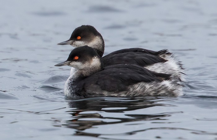 Black-necked Grebe