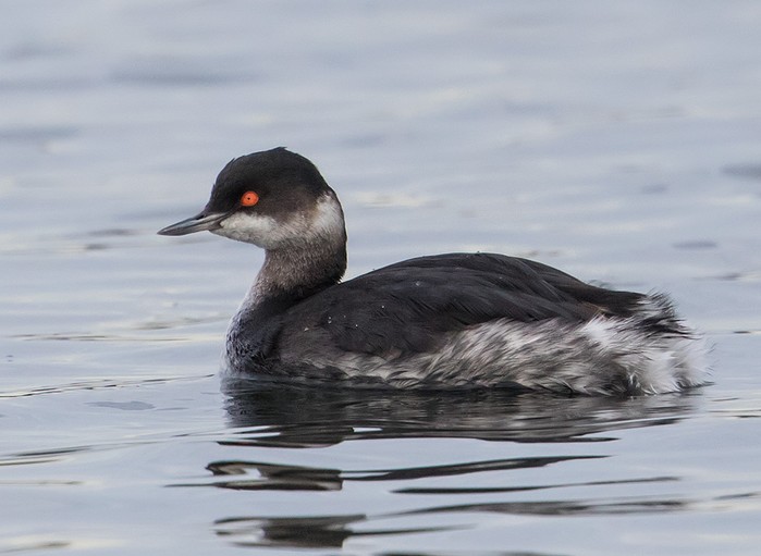 Black-necked Grebe