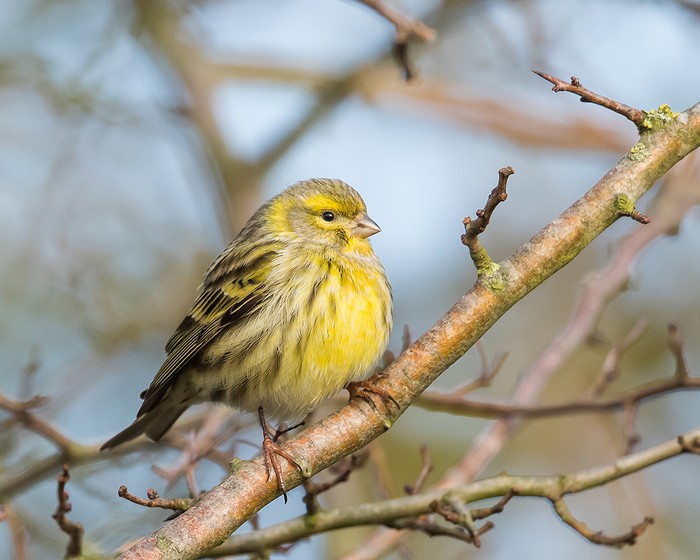 Serin
