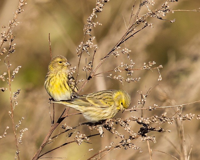 Serin