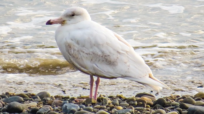 Glaucous Gull