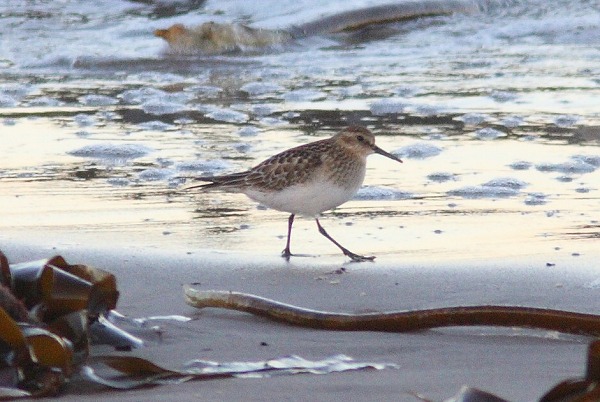 Baird's Sandpiper