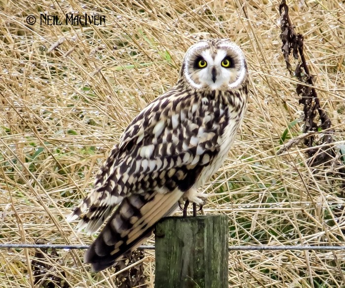 Short-eared Owl