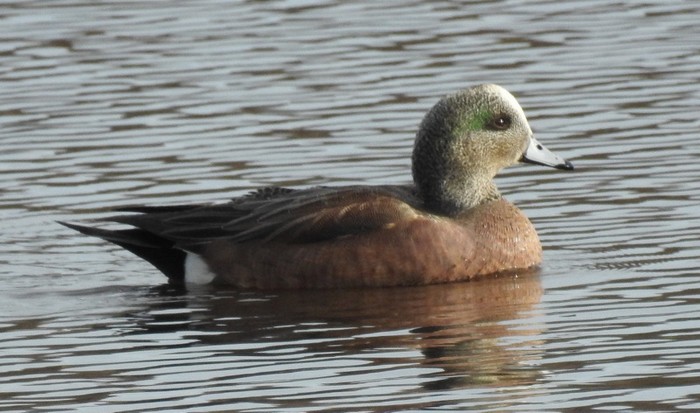 American Wigeon