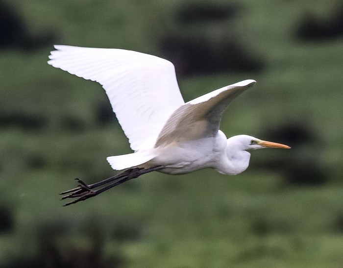 Great White Egret
