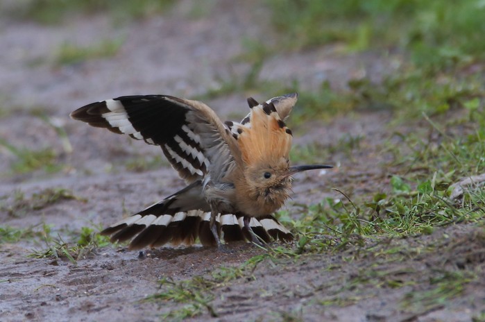 Hoopoe