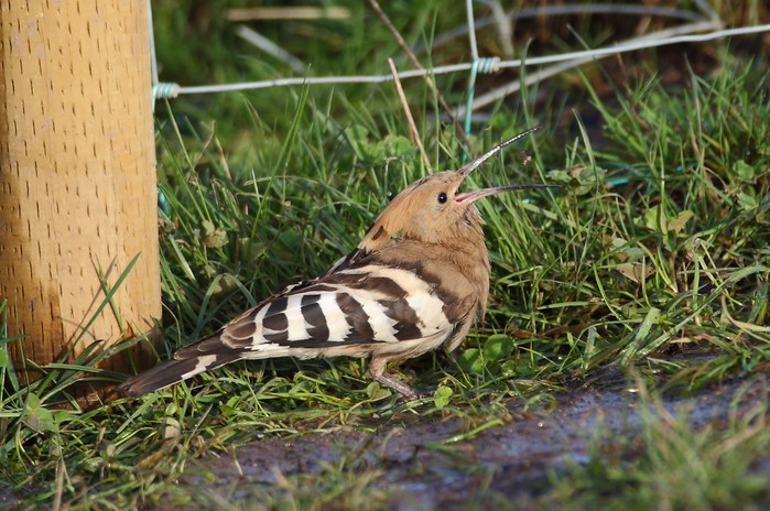 Hoopoe