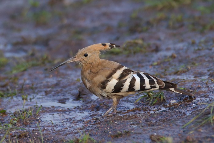 Hoopoe