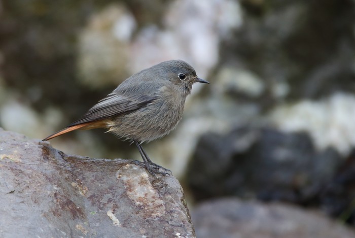 Black Redstart