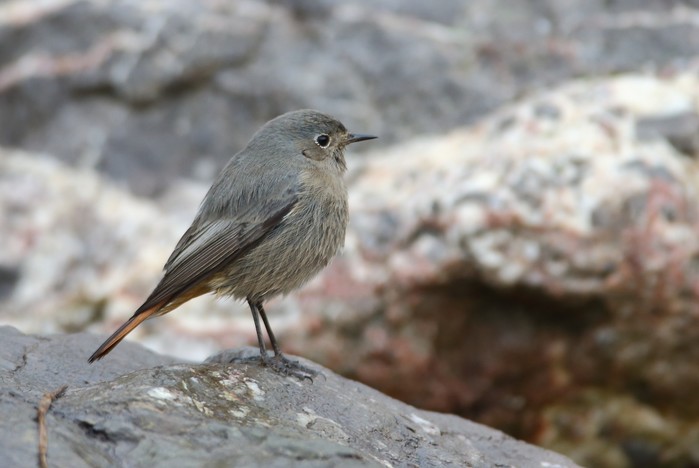 Black Redstart