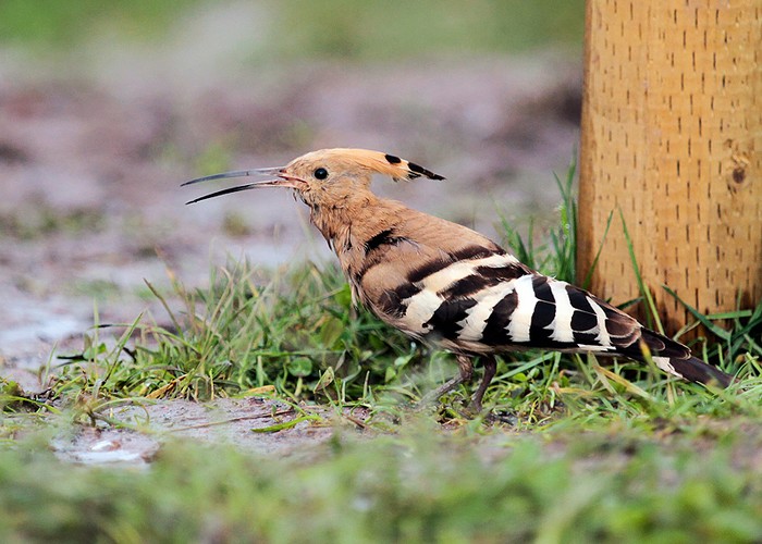Hoopoe