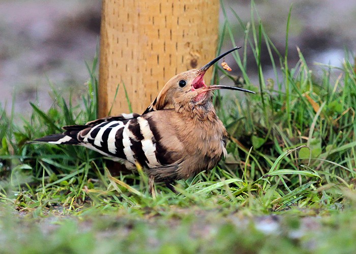 Hoopoe