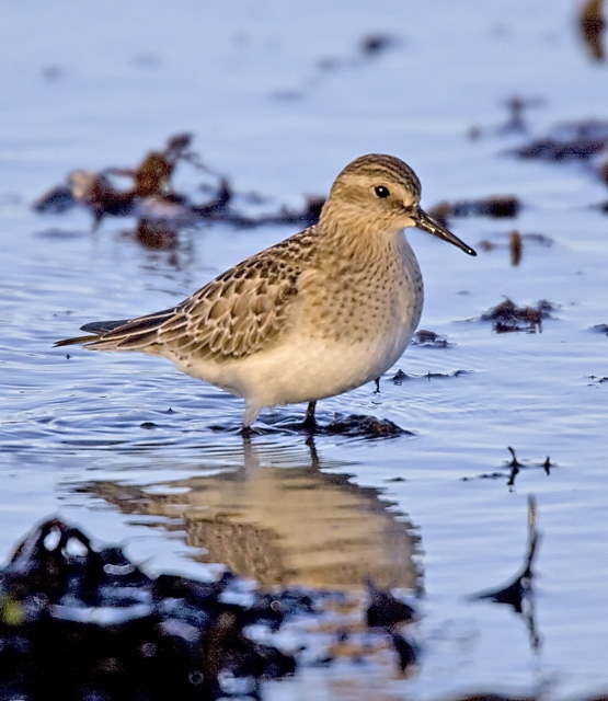 Baird's Sandpiper