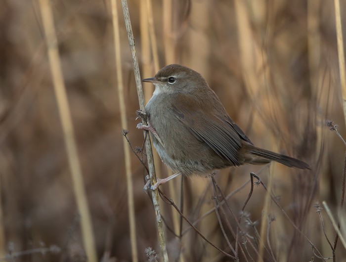 Cetti's Warbler