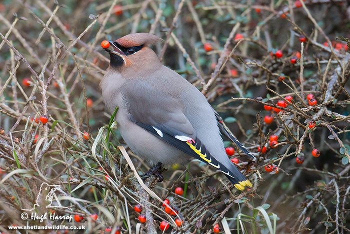 Waxwing