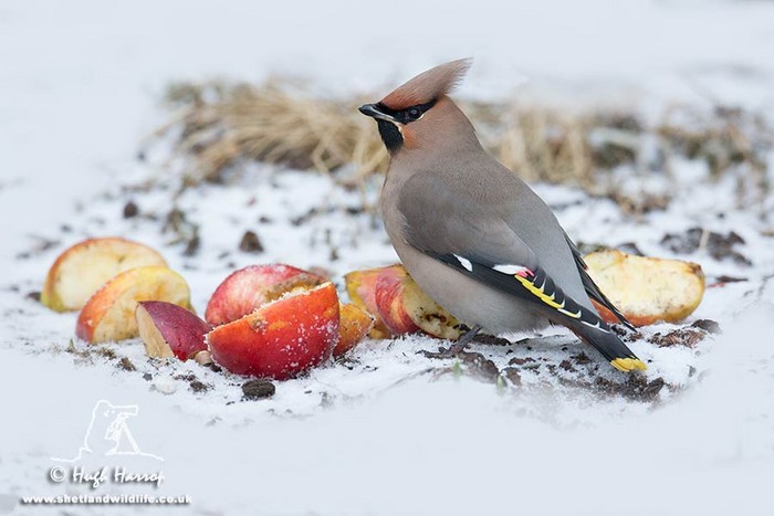 Waxwing