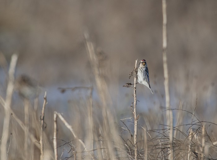 Coues's Arctic Redpoll