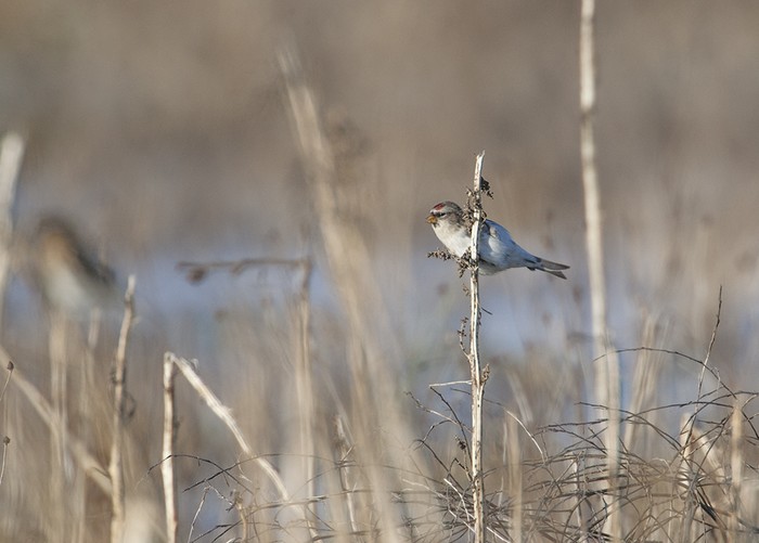 Coues's Arctic Redpoll