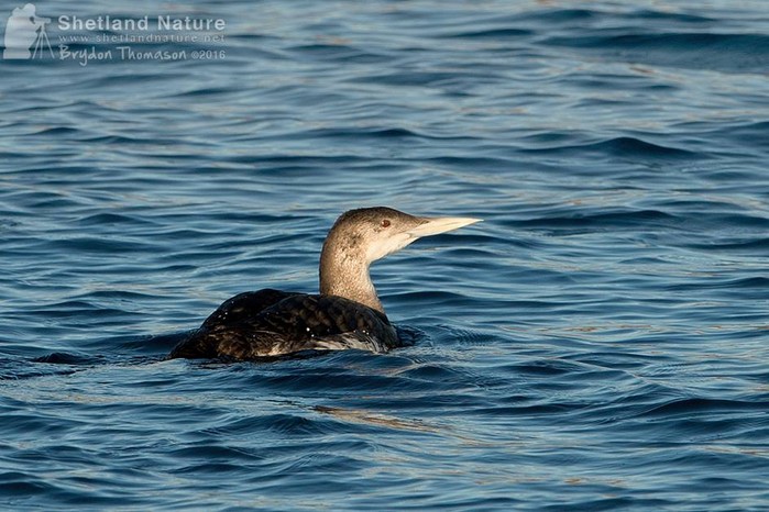 White-billed Diver