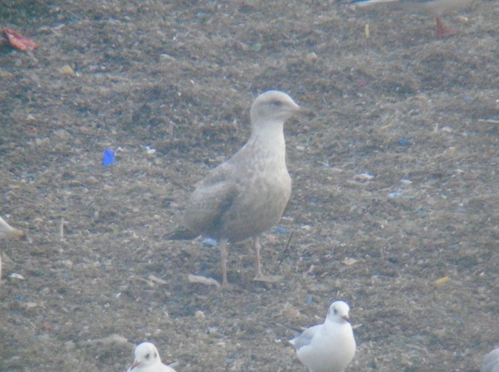 Thayer's Gull