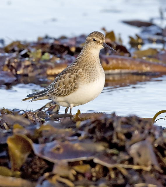 Baird's Sandpiper