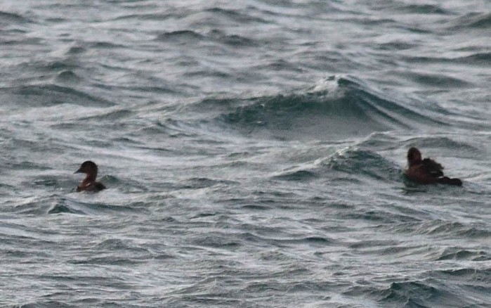 King Eider