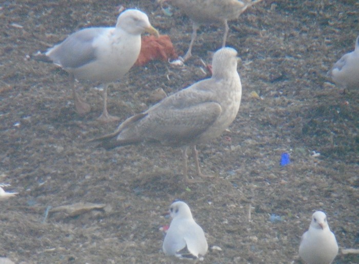 Thayer's Gull