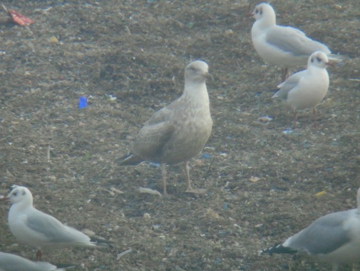 Thayer's Gull