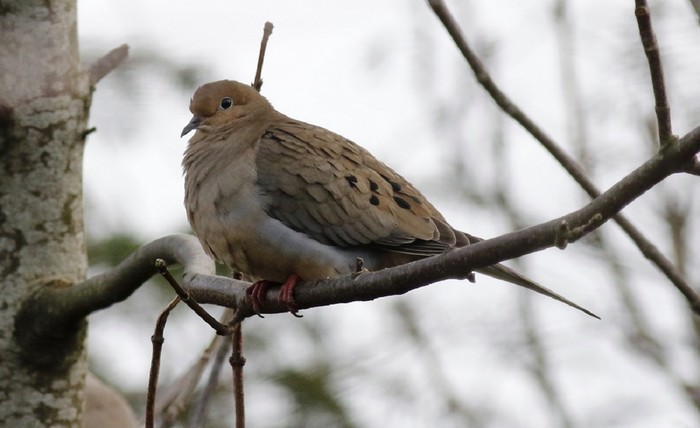 Mourning Dove