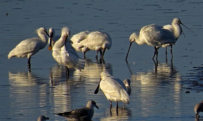 Spoonbill