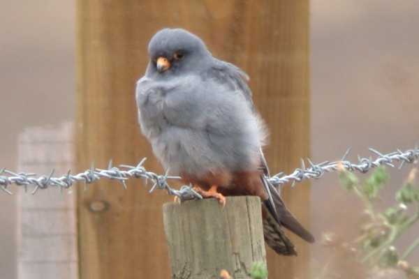 Red-footed Falcon