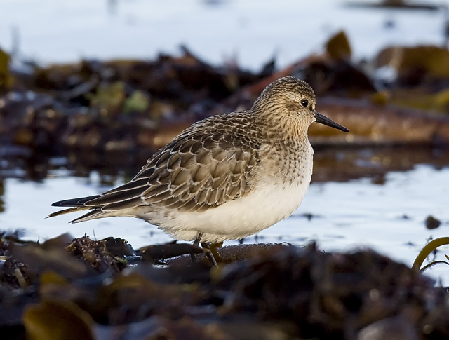 Baird's Sandpiper