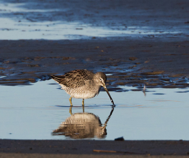 Long-billed Dowitcher