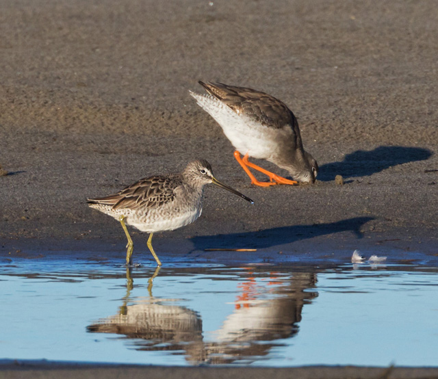 Long-billed Dowitcher