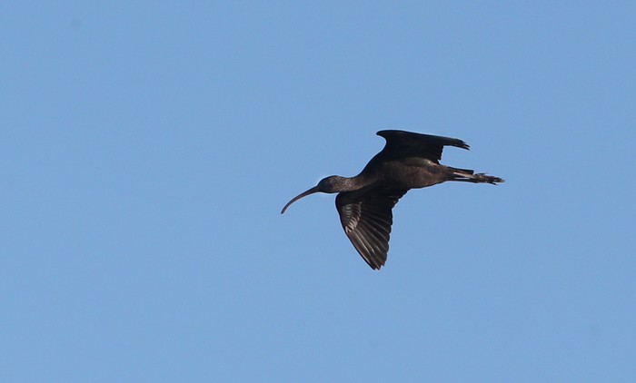 Glossy Ibis