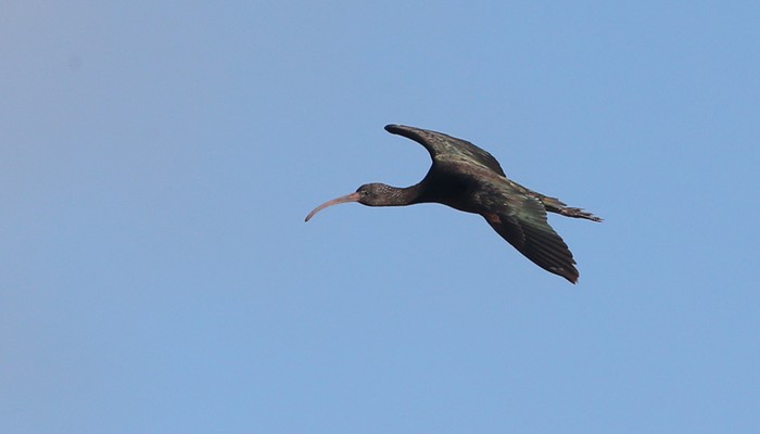 Glossy Ibis