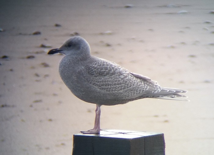 Kumlien's Gull