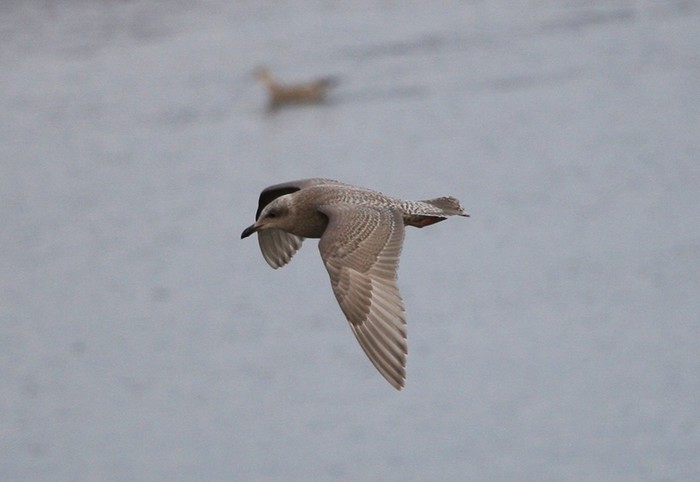 Kumlien's Gull