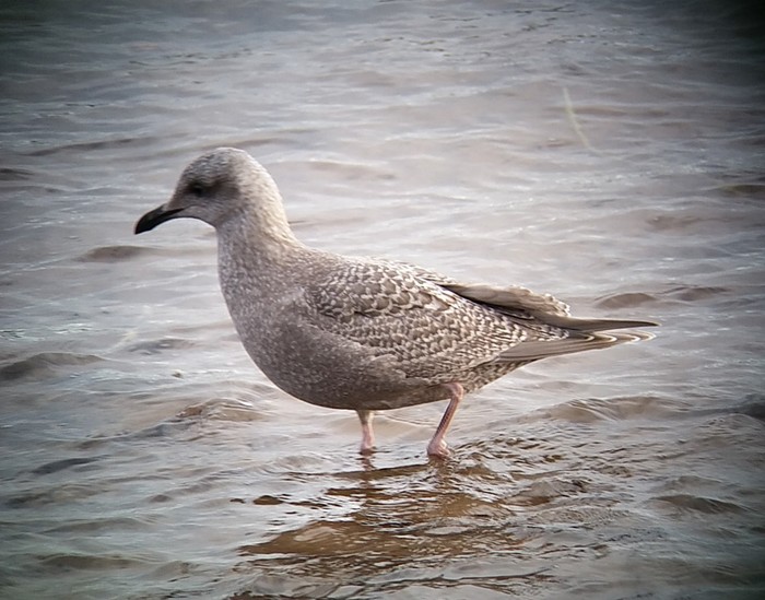 Kumlien's Gull