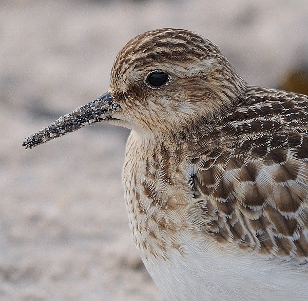 Baird's Sandpiper